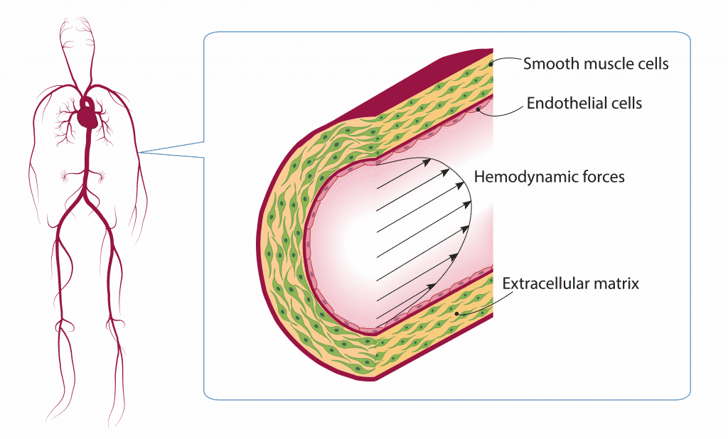 Solubiologian professori Cecilia Sahlgren tutkii verisuonten seinämien rakenteen merkitystä solujen väliseen kommunikointiin. 