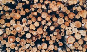 tukkipuu puu tukit metsäteollisuus talous