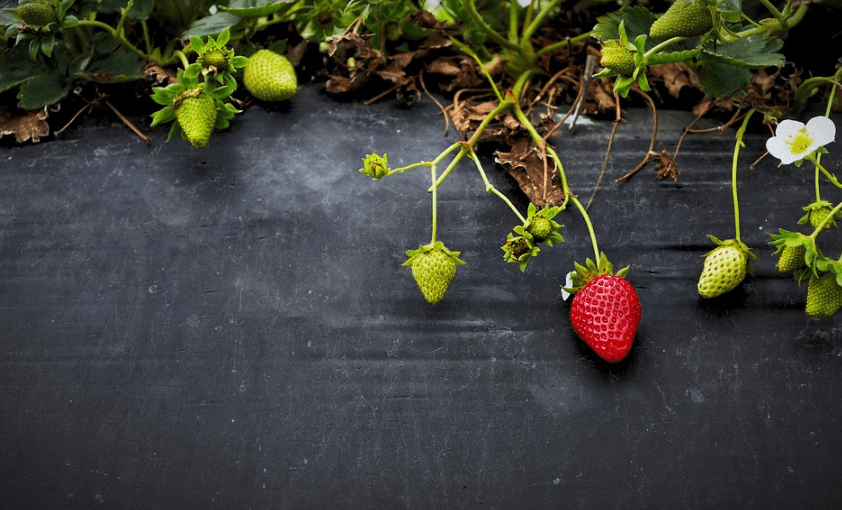 osingot osinkopolitiikka sijoittaminen voitonjako