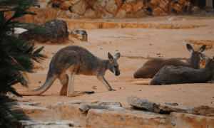 Kenguru Australia