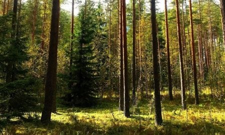 metsä metsätalous puusto talous