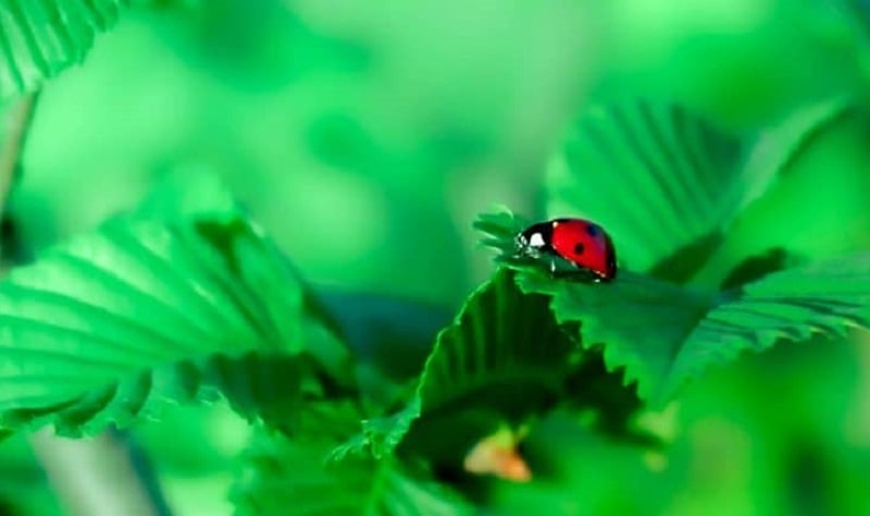 Vihervasemmisto talousratkaisu leppäkerttu kasvit