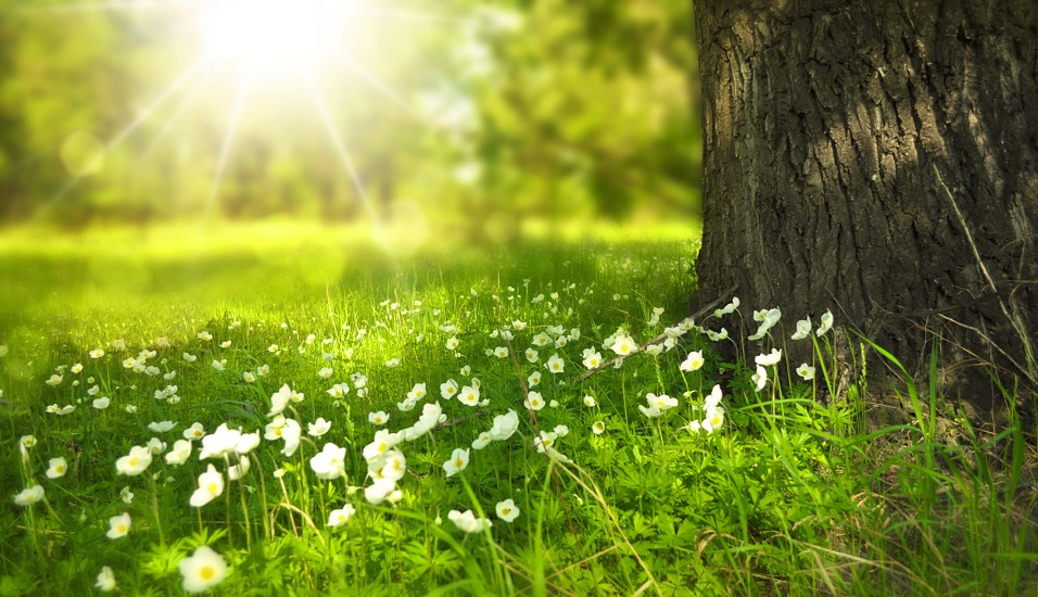 kesä aurinko kukat metsä luonto