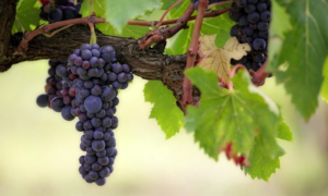 viinirypäleet tuotto osingot kasvu sijoittaminen