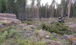 metsä metsäkone raivaus metsätyöt metsäteollisuus metsätalous