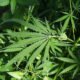 kannabis marihuana huume kasvi