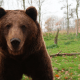 karhumarkkina karhu laskusuhdanne laskutrendi pörssi sijoittaminen