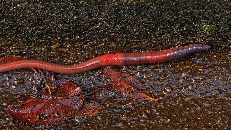 SPAC-sijoitukset voivat onnistua, mutta statistiikka ei ole SPAC-sijoitusten puolella.