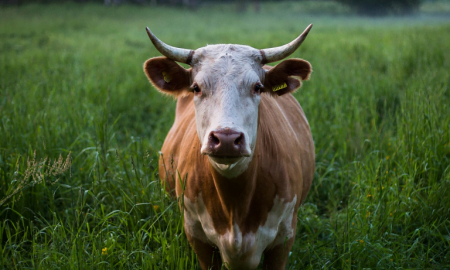 lehmä nautakarja maatalous maaseutu