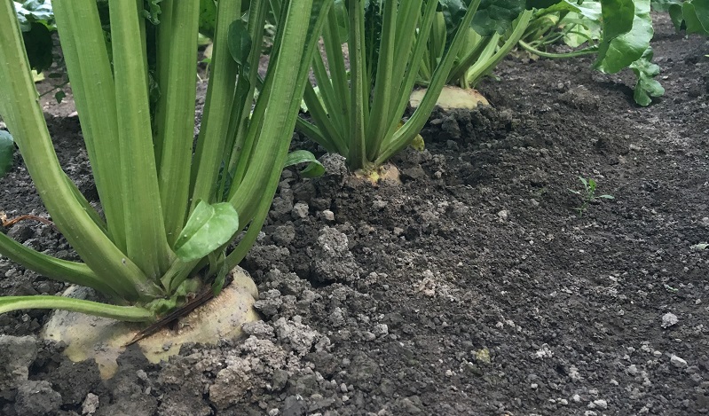 sokerijuurikas ruoka maatalous