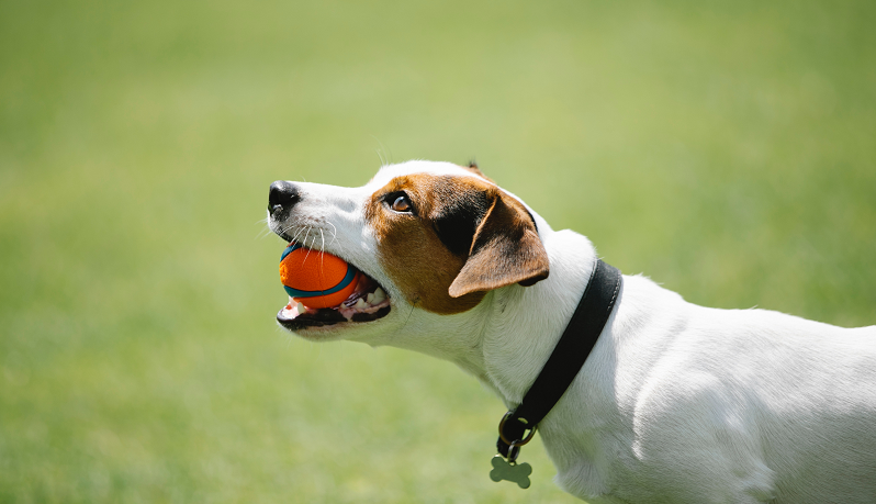 koira Jack Russell eläin lemmikkieläin