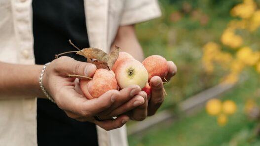 miehellä kädessä omenoita