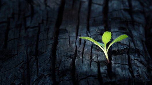 Arvo Sijoitusosuuskunta kasvu