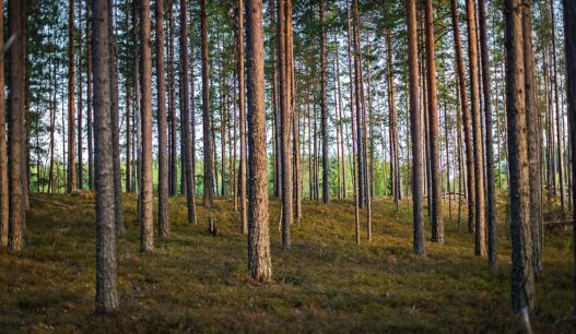 metsä mäntymetsä Stora Enso metsäyhtiö