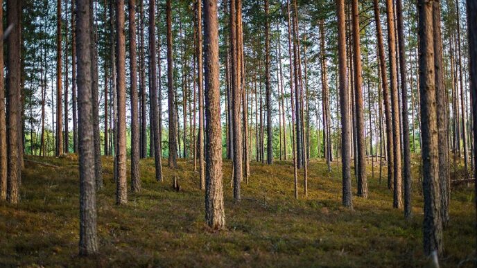 metsä mäntymetsä Stora Enso metsäyhtiö