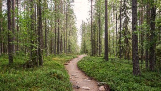 metsä Oulangan kansallispuisto Suomi