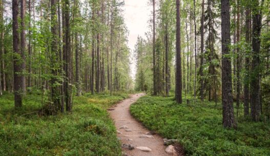 metsä Oulangan kansallispuisto Suomi