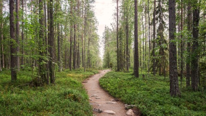 metsä Oulangan kansallispuisto Suomi