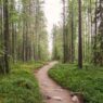 metsä Oulangan kansallispuisto Suomi