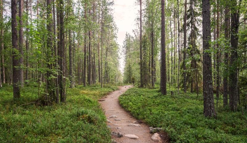 metsä Oulangan kansallispuisto Suomi